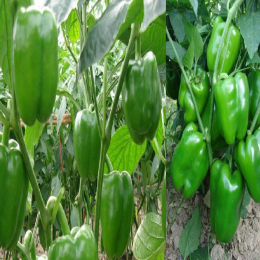 SBJEI-FRESH GREEN CAPSICUM
